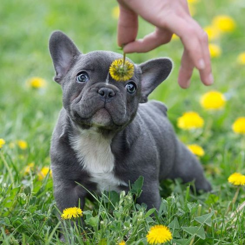 French Bulldog Breeders PA