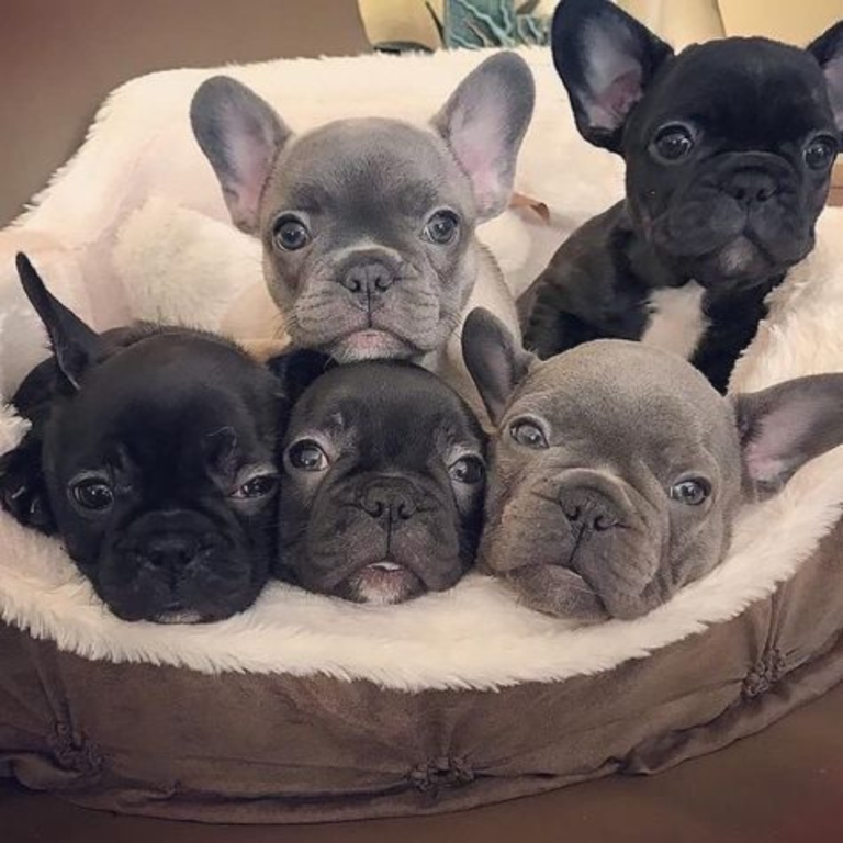 French Bulldog Breeders PA