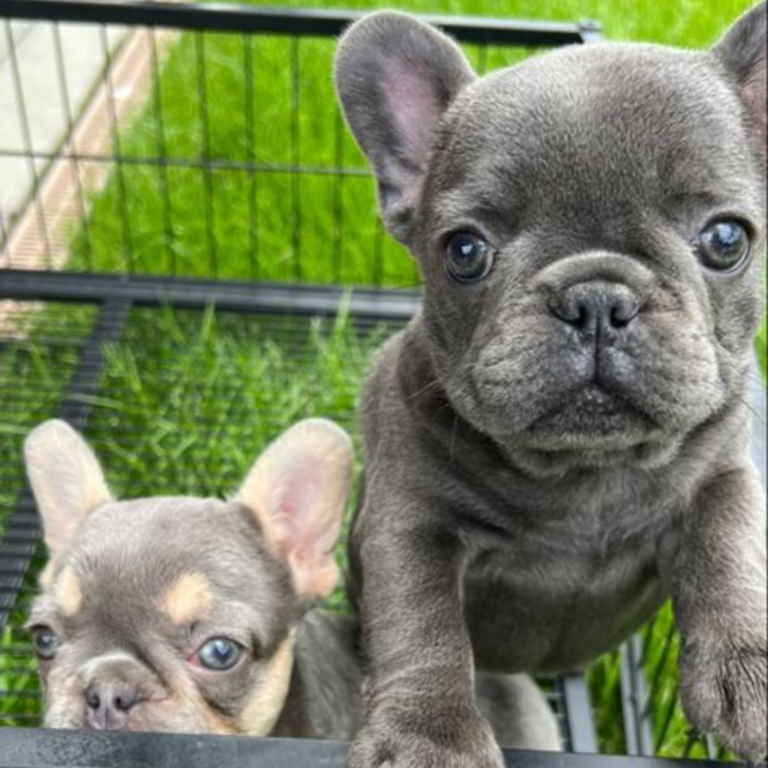 french bulldog breeder pennsylvania