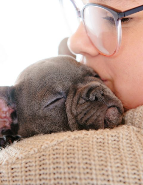 French Bulldog Puppy