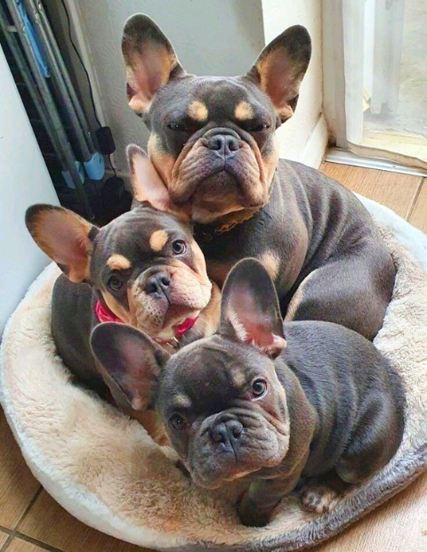 French Bulldog Photos