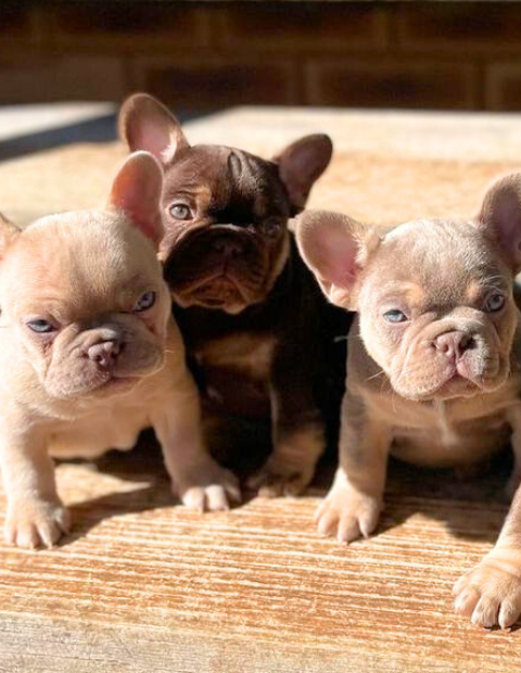 french bulldogs for sale in pa