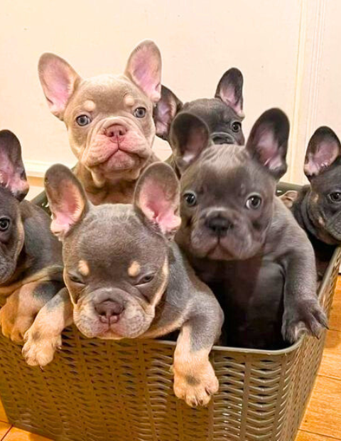 french bulldog breeders pa