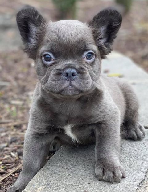 isabella fluffy french bulldog price