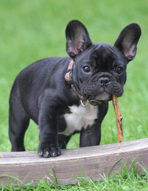 french bulldog breeder pennsylvania