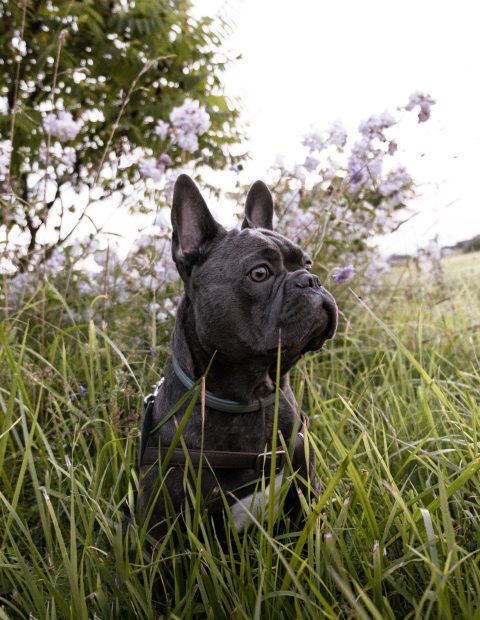 blue french bulldogs puppies