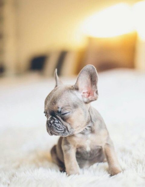 teacup frenchie puppy